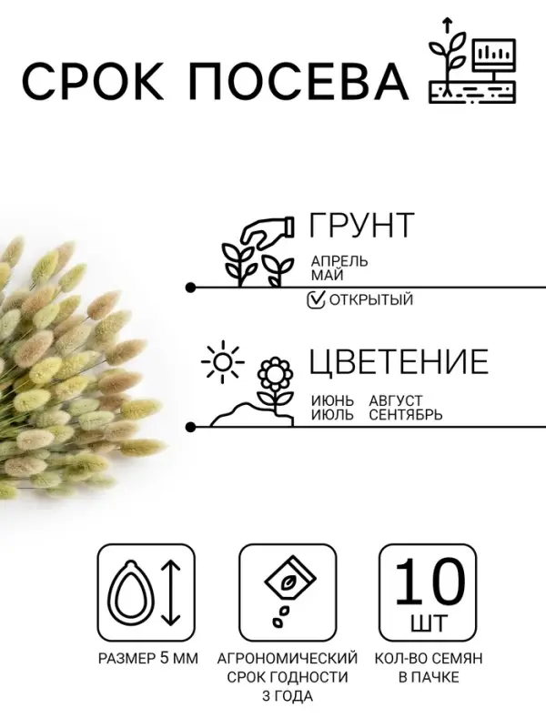 Семена цветов Лагурус &laquo;заячий хвостик&raquo;, однолетник, 10 шт.