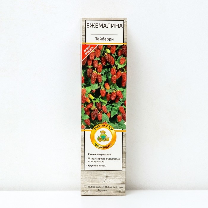 Ежемалина (Ежевика) Ежемалина (Ежевика) "Тейберри (малина х ежевика)" 1 шт, туба, Весна 2025