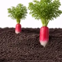 Семена Редис &laquo;18 дней&raquo;, 3 г, &laquo;Сембат&raquo;