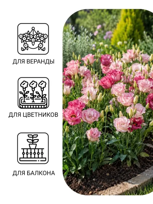 Семена цветов Эустома "Эхо Пинк", F1, О, драже, 5 шт