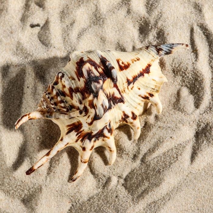 Ракушка декоративная, 7-11 см Ракушка декоративная, 7-11 см