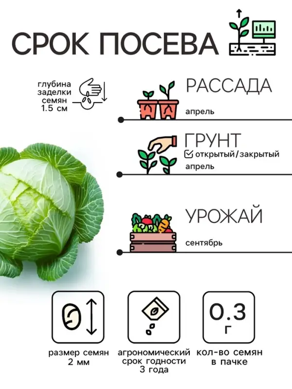 Семена Капуста белокочанная  Семена Капуста белокочанная "Белорусская 455", 0,3 г
