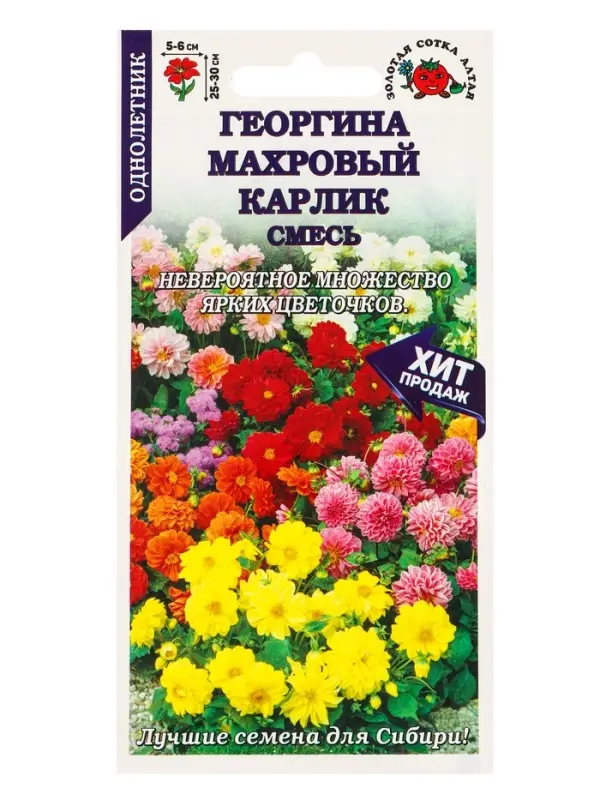 Семена Георгина Махровый карлик смесь /Сотка/ 0,2г/ h-25-30см d-5-6см/*1500 Семена Георгина Махровый карлик смесь /Сотка/ 0,2г/ h-25-30см d-5-6см/*1500