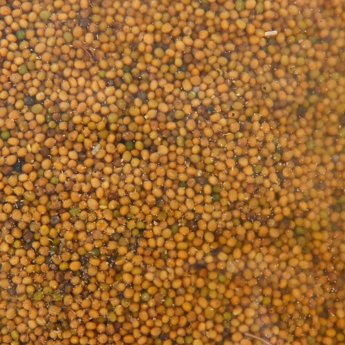 Семена Горчица белая Семена Горчица белая "Рецепты дедушки Никиты", 0,5 кг