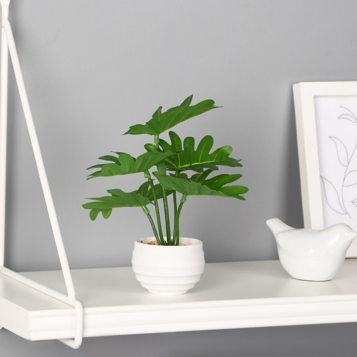 Бонсай в горшке «Филодендрон элегант», 6×16 см, зелёный Бонсай в горшке «Филодендрон элегант», 6×16 см, зелёный