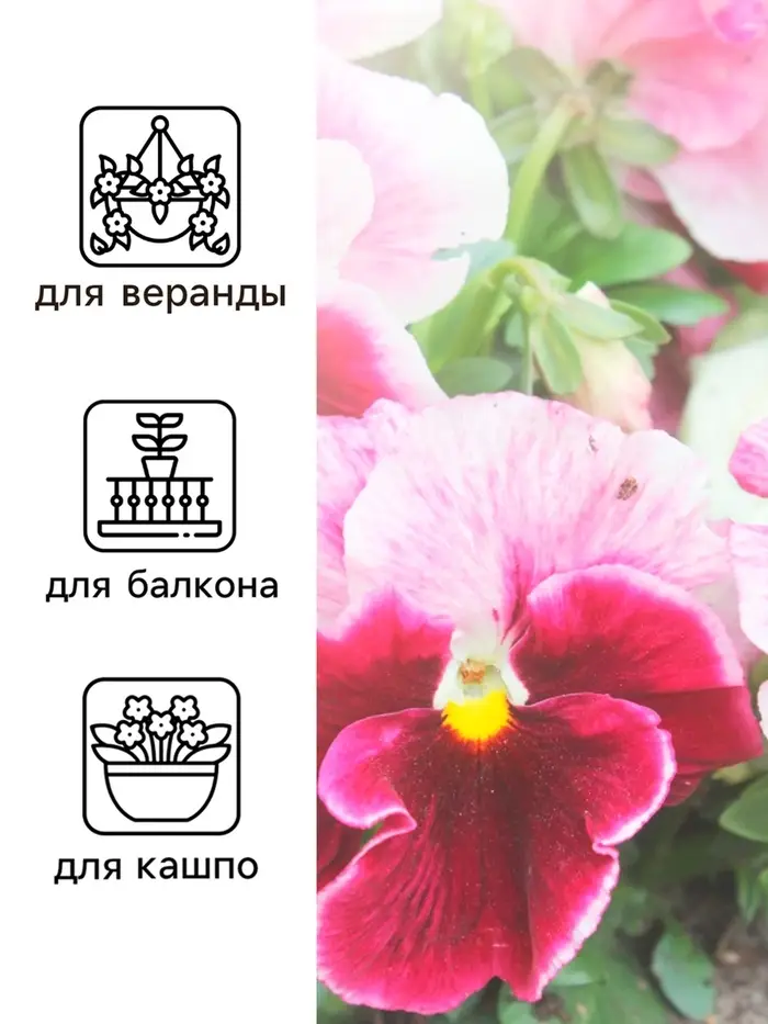 Семена Виола "Клубничный профитроль", ц/п,  F1, 5 шт, Семена Виола "Клубничный профитроль", ц/п,  F1, 5 шт,