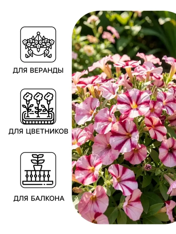 Семена цветов Петуния &laquo;Изи вейв&raquo; F1, бургунди стар, 4 шт.