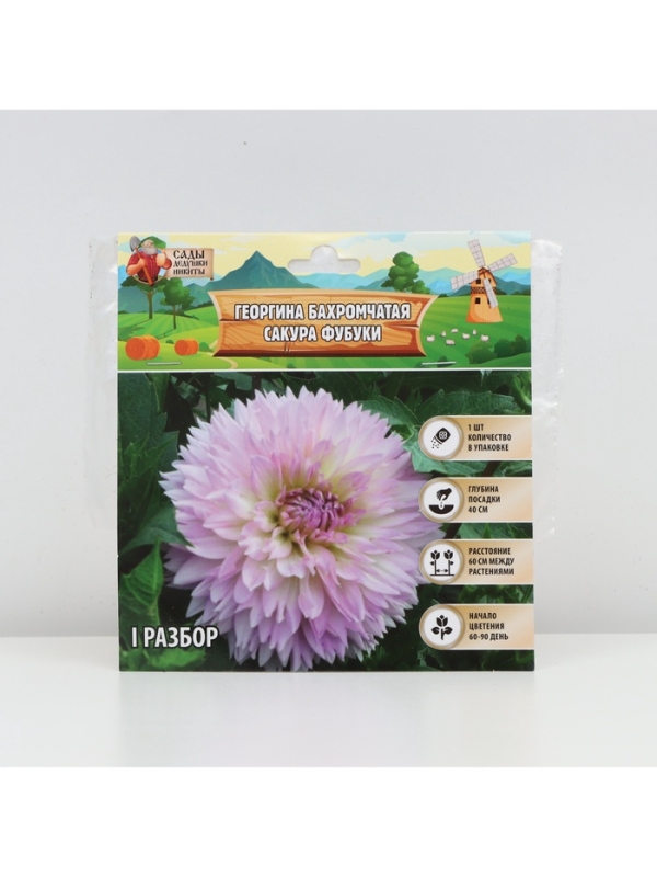 Георгина Бахромчатая SAKURA FUBUKI, клубелуковица в упаковке, р-р I, 1 шт.