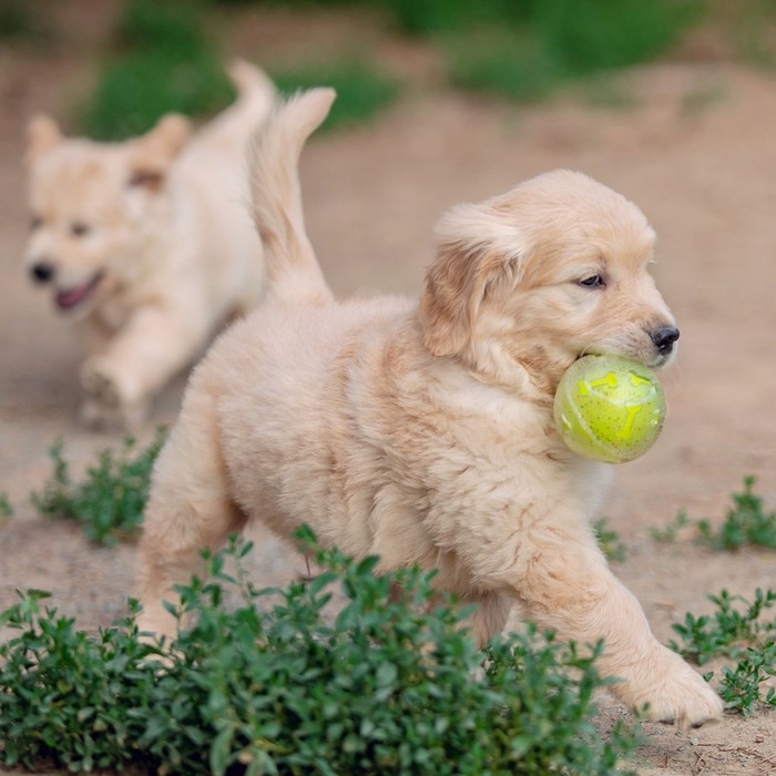 Игрушка для собак Игрушка для собак"Мяч теннис-косточки 2 в 1",TPR+винил,7,5 см, прозрачная/желтая неон