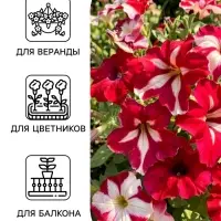 Семена цветов Петуния &laquo;Арлекин&raquo; F1, бургунди, крупноцветковая, драже, С. Farao, 5 шт.