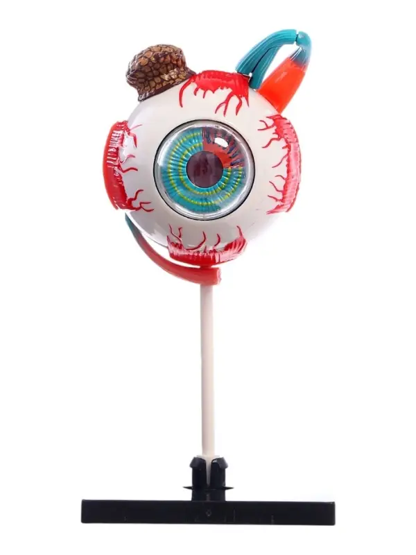 Набор для опытов &laquo;Строение глаза&raquo;, анатомическая модель