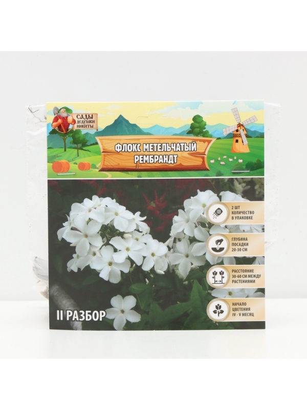 Флокс метельчтый Rembrandt корневище в пакете с торфогрунтом, р-р II, 2 шт.