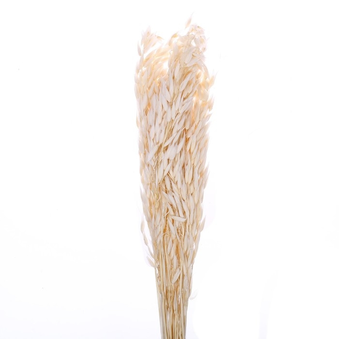 Сухоцвет «Овёс посевной», белый, 50 г в упаковке Сухоцвет «Овёс посевной», белый, 50 г в упаковке