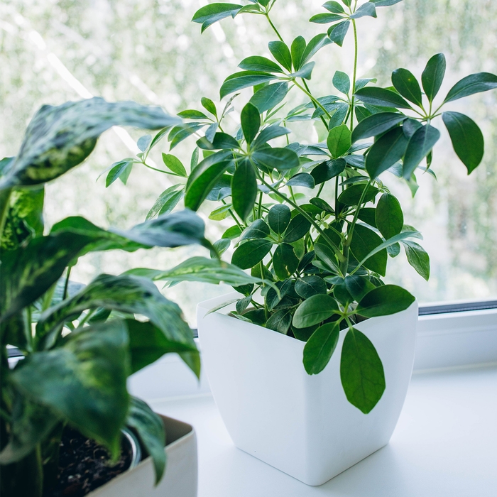 Горшок для цветов, 15 × 15 см, 2,5 л, пластик, белый Горшок для цветов, 15 × 15 см, 2,5 л, пластик, белый