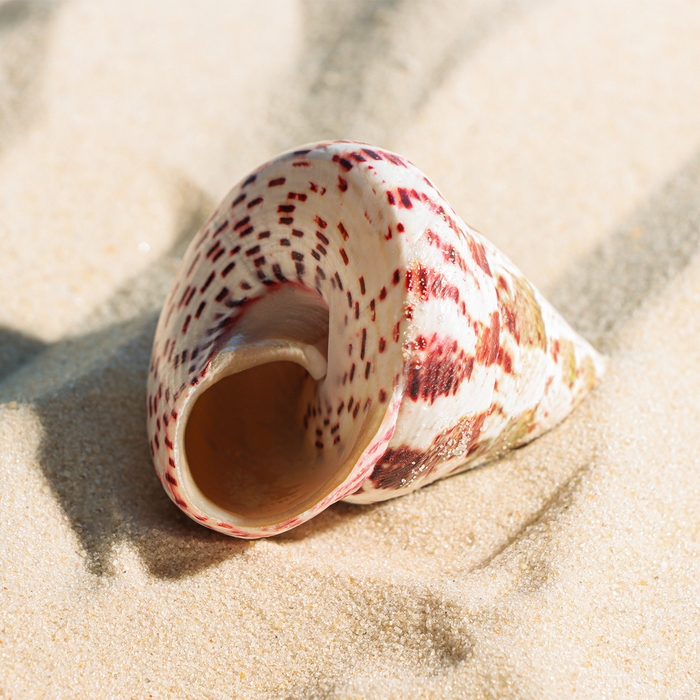 Ракушка декоративная полированная, 3-5 см Ракушка декоративная полированная, 3-5 см