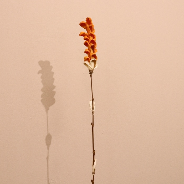 Сухоцвет на бамбуковом стебле 150 см оранжевый Сухоцвет на бамбуковом стебле 150 см оранжевый