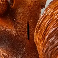 Копилка "Белка с орехами" 25х25х14 см Копилка "Белка с орехами" 25х25х14 см