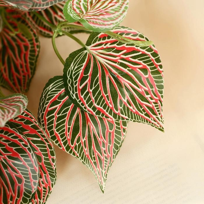 Букет Букет "Фитония" 30 см, микс