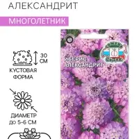 Семена цветов Иберис "Александрит", Евро, 0,1 г