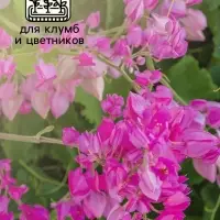 Семена цветов Антигонон &laquo;Лиана любви&raquo;, 5 шт., многолетник, &laquo;Гавриш&raquo;