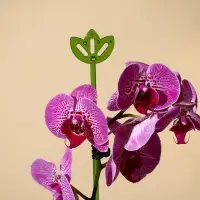 Опора для орхидей, h = 44 см, пластик, зелёная, МИКС