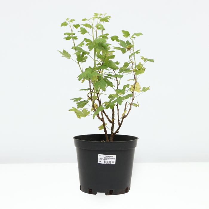 Крыжовник Уральский изумруд, C5 горшок , 1 шт, Осень 2024 Крыжовник Уральский изумруд, C5 горшок , 1 шт, Осень 2024