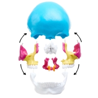 Макет "Череп человека" разноцветный разборный, 20*12*21см