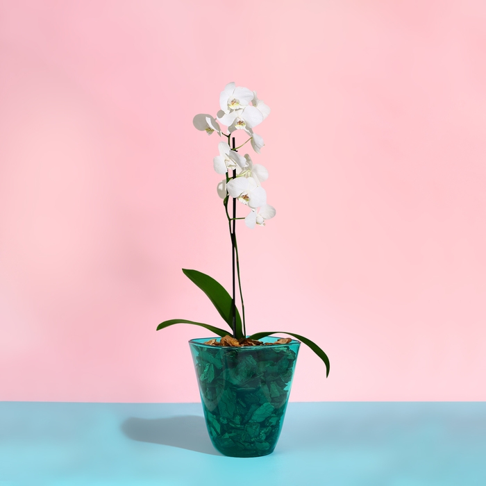 Горшок для орхидей, 2,5 л, 16,4 &times; 18,5 см, пластик, прозрачно-бирюзовый