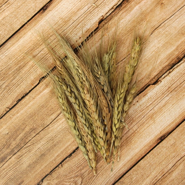 Сухой колос пшеницы, набор 20 шт. Сухой колос пшеницы, набор 20 шт.
