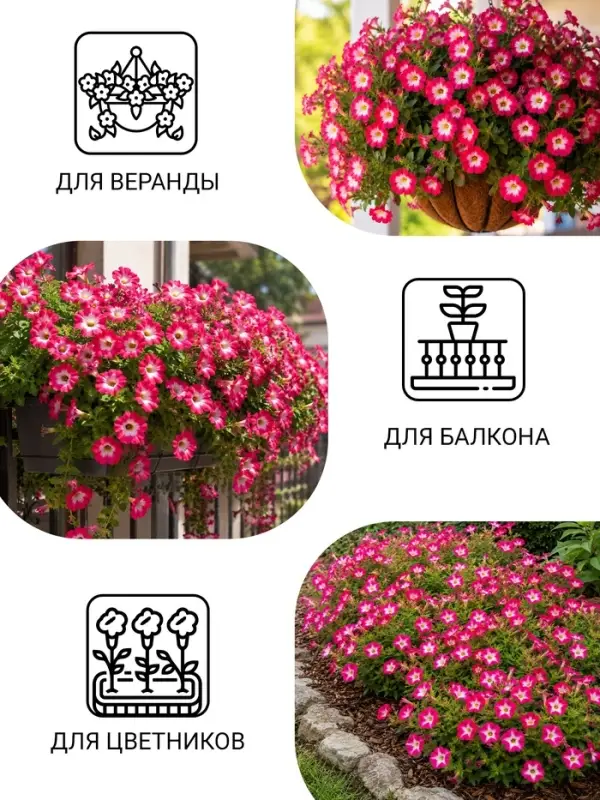 Семена цветов Петуния "Городская", F1, утренняя, драже в пробирке, 7 шт