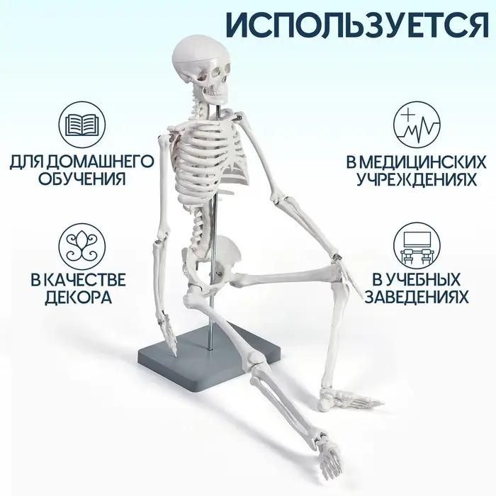 Анатомическая модель &laquo;Макет скелета взрослого человека&raquo;, 85 см