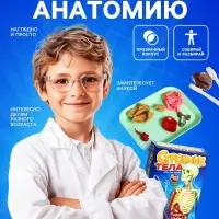 Набор для опытов по анатомии &laquo;Строение тела&raquo;, светится в темноте, с мягкими органами