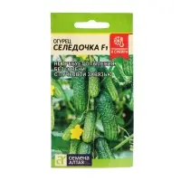 Семена Огурец &laquo;Селедочка&raquo;, F1, 5 шт., &laquo;Семена Алтая&raquo;