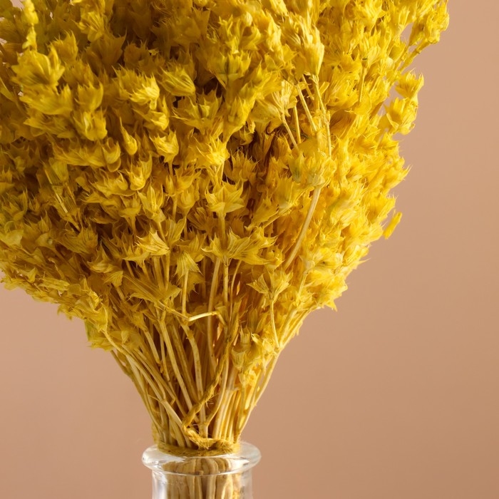 Набор сухоцветов Набор сухоцветов "Шандра", банч длина 40 (+/- 6 см), яблоко