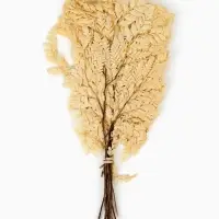 Сухоцвет Папоротник МИКС, 10 шт в упаковке