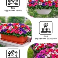 Семена цветов Петуния &laquo;Гибридная смесь&raquo;, 0.05 г, &laquo;Рецепты дедушки Никиты&raquo;