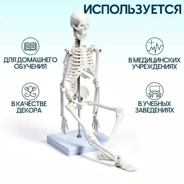 Анатомическая модель &laquo;Макет скелета взрослого человека&raquo;, 45 см