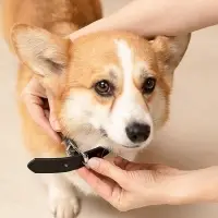 VETTA Ошейник для домашних животных, искусственная кожа, 2,5х50 см, обхват 35,5-45,5 см