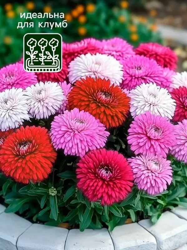 Семена   Астра Монпансье, смесь окрасок , 0,2г