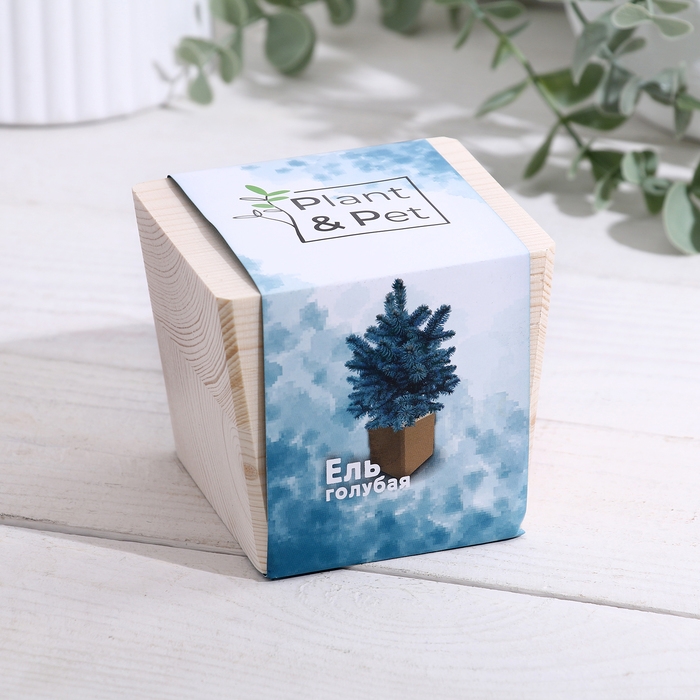 Набор для выращивания P&P Набор для выращивания P&P "Ель голубая"