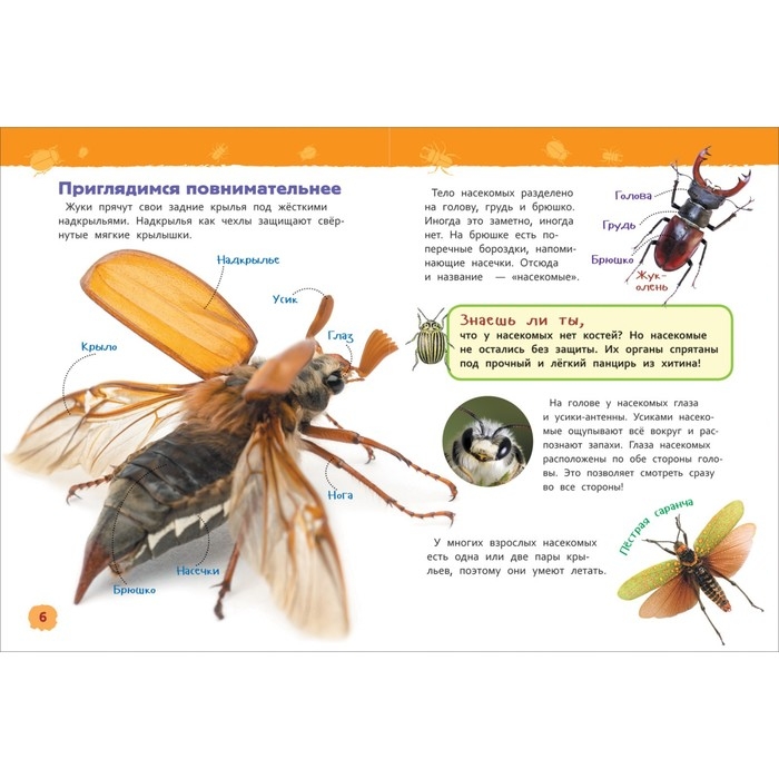 Энциклопедия для детского сада «Насекомые» Энциклопедия для детского сада «Насекомые»