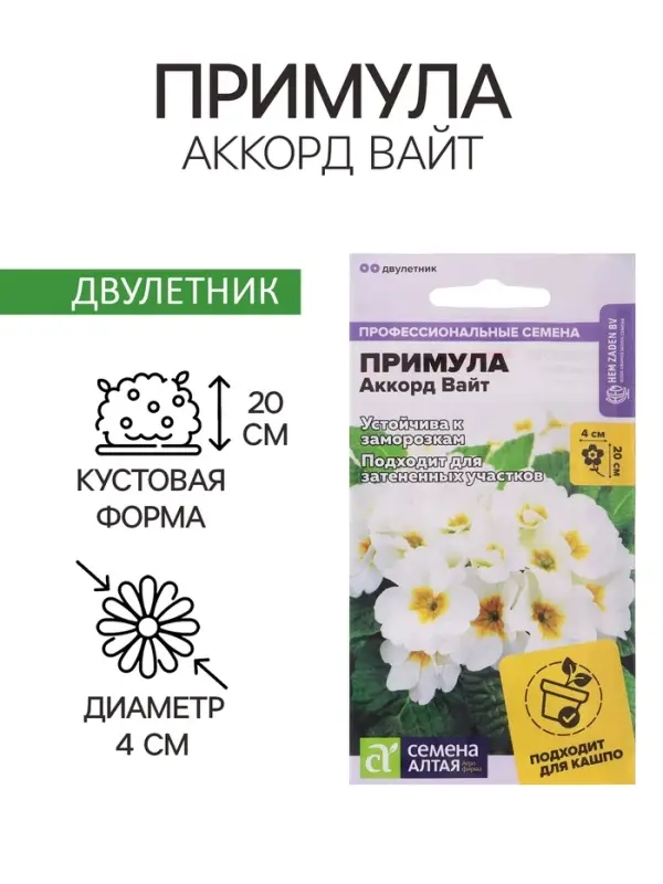 Семена Примула "Аккорд Вайт", ц/п,  5 шт