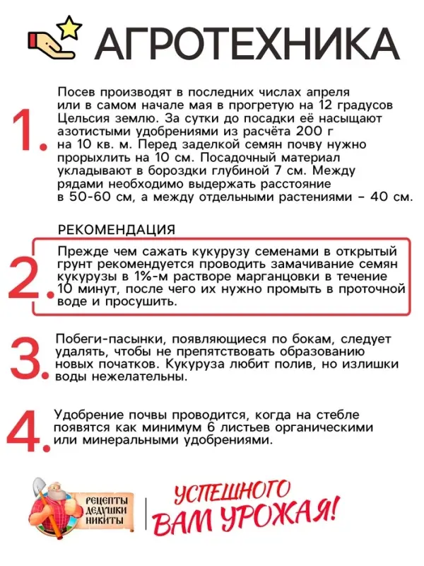 Семена Кукуруза &laquo;Краснодарский сахарный 250 CB&raquo;, 3 г, &laquo;Рецепты дедушки Никиты&raquo;