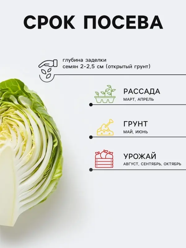 Семена Капуста белокочанная &laquo;Краутман&raquo;, F1, 0.05 г, &laquo;Урожай удачи&raquo;