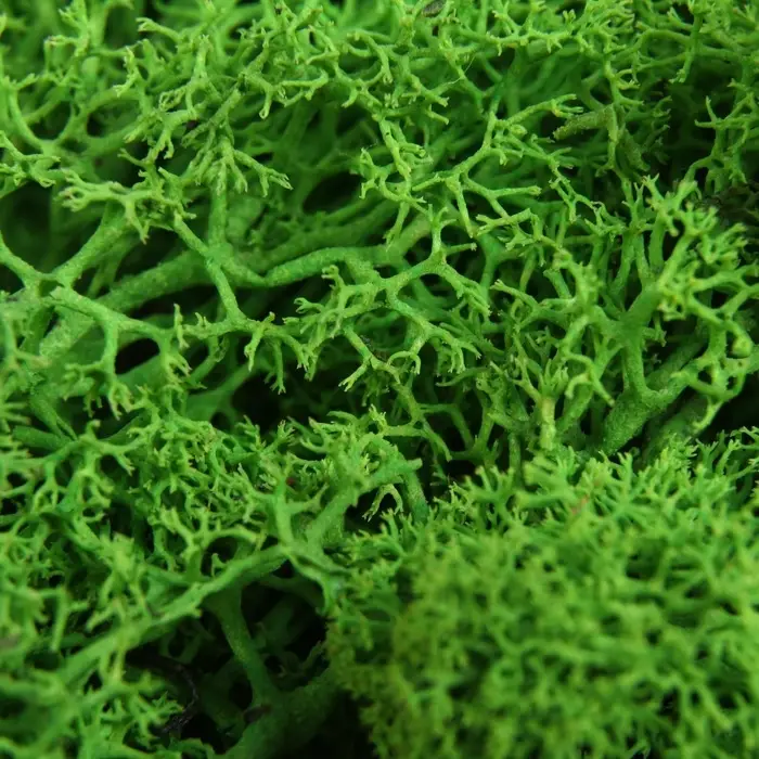 Мох стабилизированный &laquo;Салатовый&raquo; 45 г (&plusmn;5 г).