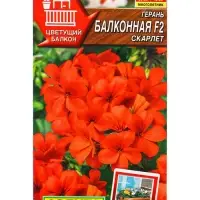 Семена цветов Герань Балконная скарлет F2 Мн Цветущий балкон, Ц/П,5 шт. Семена цветов Герань Балконная скарлет F2 Мн Цветущий балкон, Ц/П,5 шт.