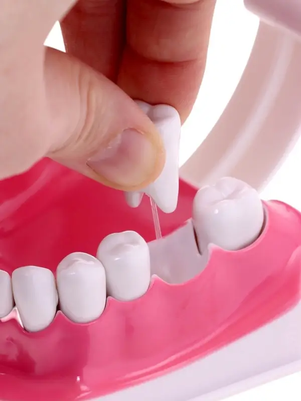 Набор для опытов &laquo;Анатомия&raquo;, челюсть человека