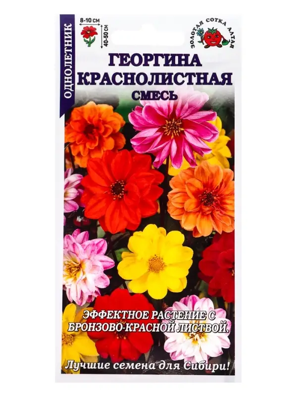 Семена Георгина Краснолистная см /Сотка/ 0,1 г (40-50см, махр и полумахр)/*1500 Семена Георгина Краснолистная см /Сотка/ 0,1 г (40-50см, махр и полумахр)/*1500