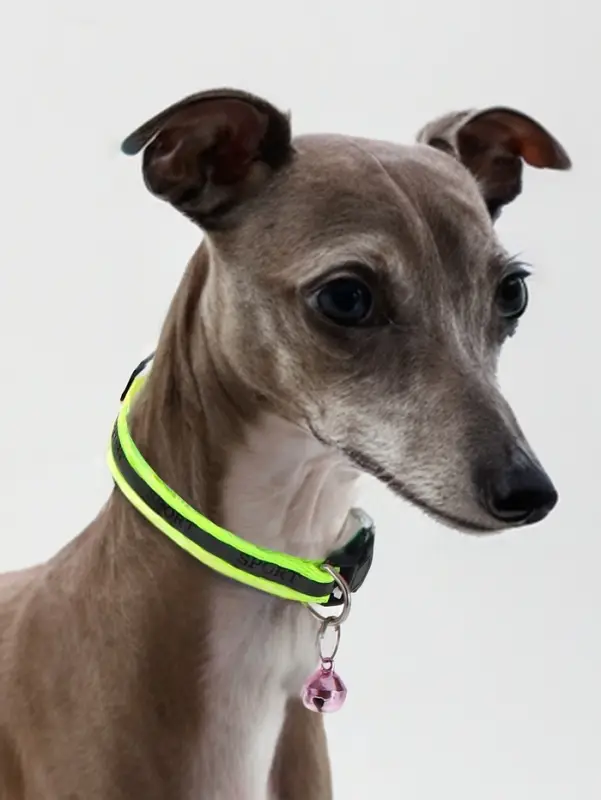 Ошейник Ошейник "Спорт" со светоотражающей полосой, 31 х 1 см, зелёный