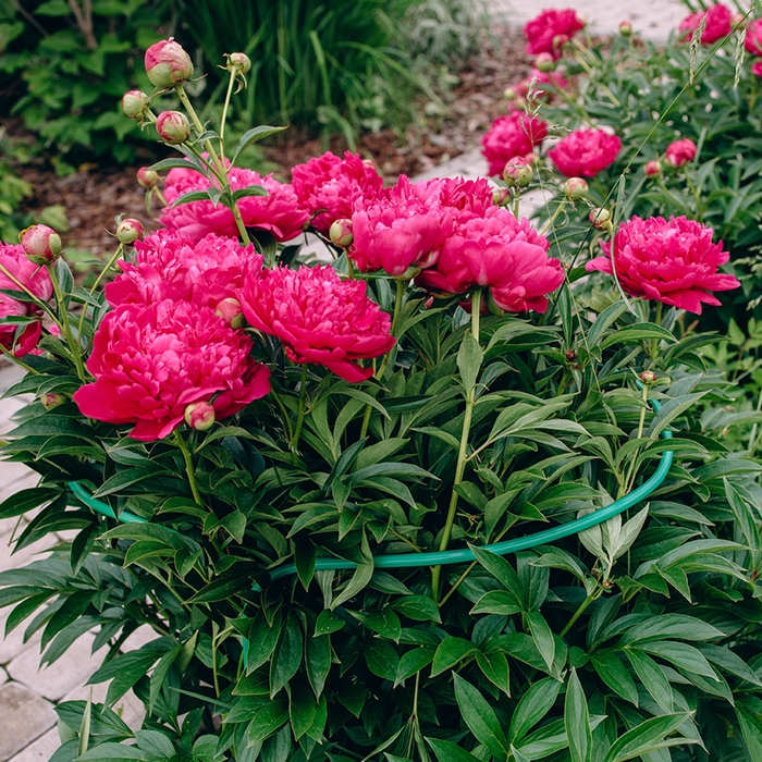 Кустодержатель, d = 40 см, h = 60 см, ножка d = 0.3 см, металл, набор 2 шт., зелёный, Greengo Кустодержатель, d = 40 см, h = 60 см, ножка d = 0.3 см, металл, набор 2 шт., зелёный, Greengo